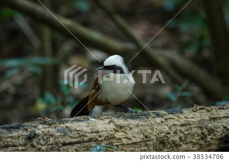 white-crested laughingthrush  38534706