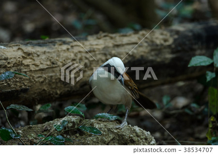 white-crested laughingthrush white-crested laughingthrush 38534707
