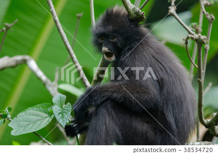 Black Bande langur (Presbytis femoralis) 38534720