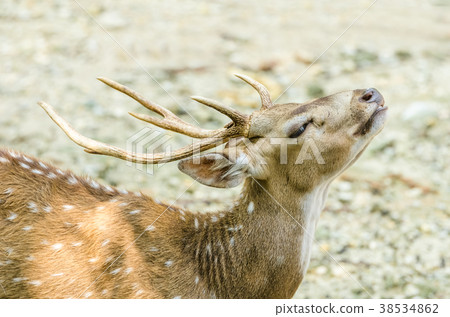 Sambar deer (Cervus unicolor equinis) 38534862