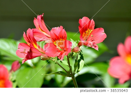 Alstroemeria blooming in Mitaka Nakahara, Mitaka City, Tokyo 38535043