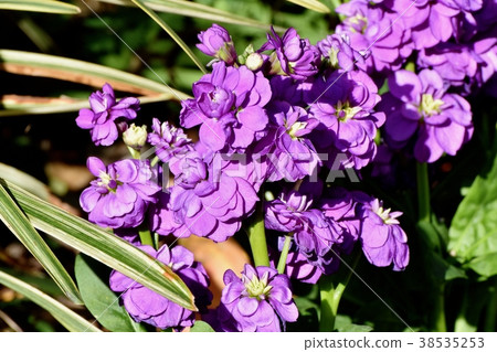 Purple stock blooming in Mitaka Nakahara, Mitaka City, Tokyo 38535253