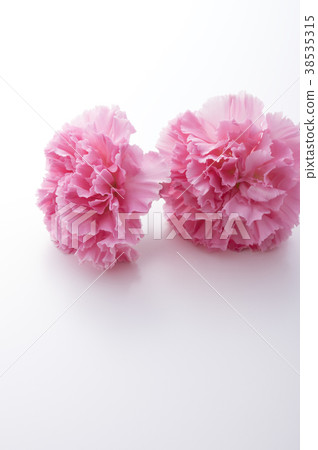 Pink carnation Pink carnation 38535315