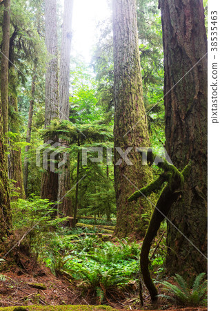 Vancouver forest Vancouver forest 38535463