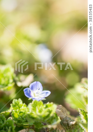 Persian speedwell Persian speedwell 38535483