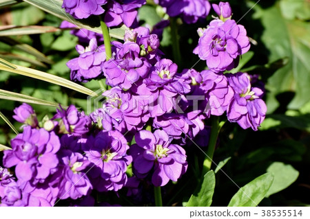 開花在Mitaka Nakahara，Mitaka市，東京的紫色股票 38535514