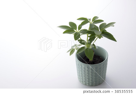 木棉花 木棉花 38535555