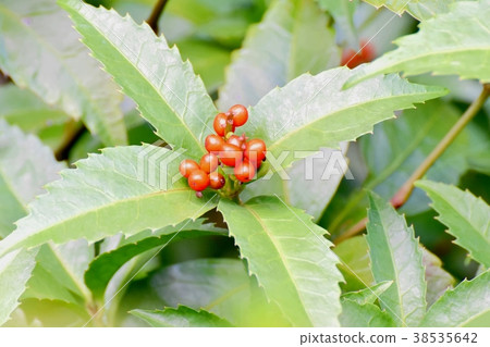 A plant that will be a plant in Mitaka, Tokyo 38535642