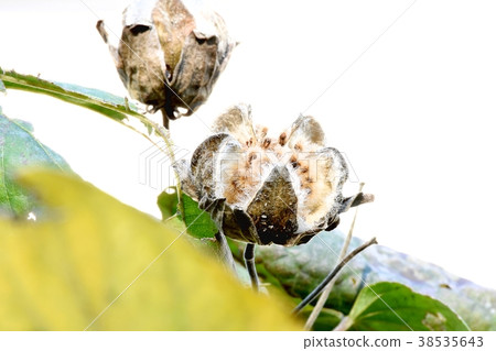 Plants of Mitaka City, Tokyo The seeds of Fuyo blooming in Mitaka Nakahara 38535643