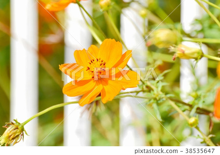 Plants of Mitaka City, Tokyo Kibana Cosmos Blooming in Mitaka Nakahara Plants of Mitaka City, Tokyo Kibana Cosmos Blooming in Mitaka Nakahara 38535647