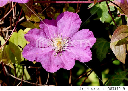 Purple purple clematis blooming in Mitaka Nakahara, Mitaka City, Tokyo Purple purple clematis blooming in Mitaka Nakahara, Mitaka City, Tokyo 38535649