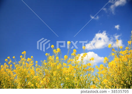 Blue sky and rape blossoms Blue sky and rape blossoms 38535705