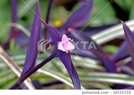Plants of Mitaka City, Tokyo, Blooming in Mitaka Nakahara Plants of Mitaka City, Tokyo, Blooming in Mitaka Nakahara 38535728