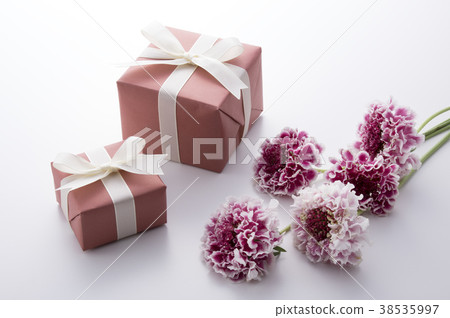 Scabiosa and gift box Scabiosa and gift box 38535997