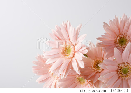粉色非洲菊 粉色非洲菊 38536003