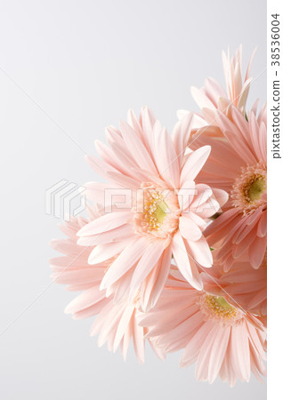 Pink gerbera Pink gerbera 38536004
