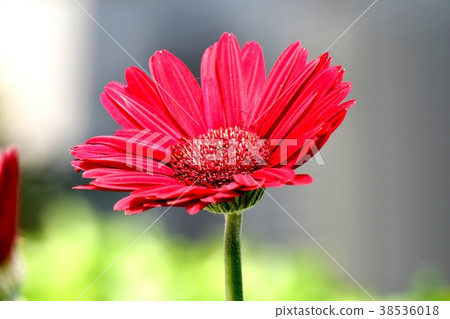 開花在Mitaka Nakahara，Mitaka市，東京的大丁草 38536018