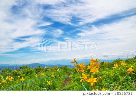 Nikkokishgege Kuroyama Plateau 38536721