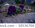 花 38536766