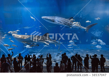 Beautiful sea aquarium 38537047