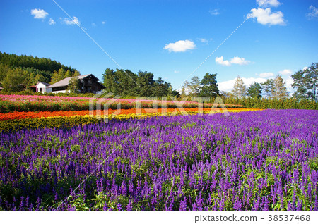 富良野花園 富良野花園 38537468