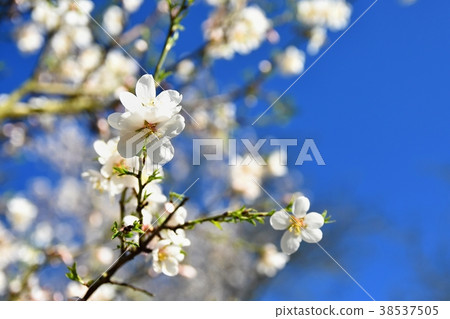 Spring blossom background. Beautiful nature scene. Spring blossom background. Beautiful nature scene. 38537505