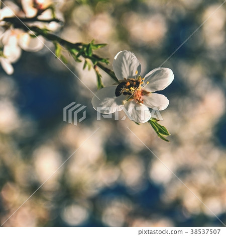 Spring blossom background. Beautiful nature scene. Spring blossom background. Beautiful nature scene. 38537507