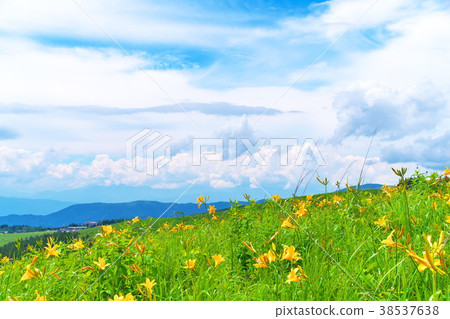 Nikkokishgege Kuroyama Plateau Nikkokishgege Kuroyama Plateau 38537638