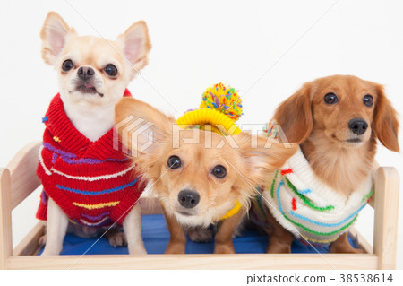 狗狗 狗狗 38538614