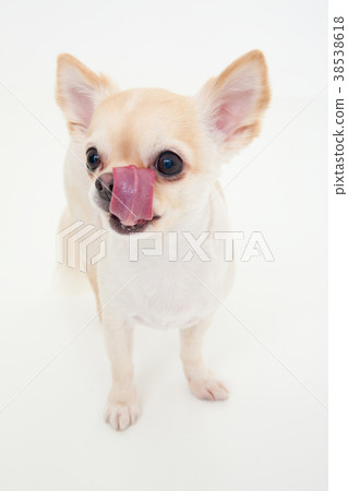 Dog 38538618