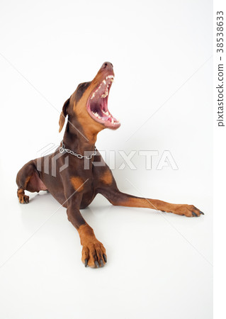  Doberman 38538633