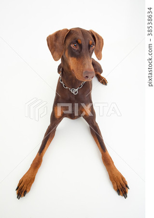  Doberman 38538634