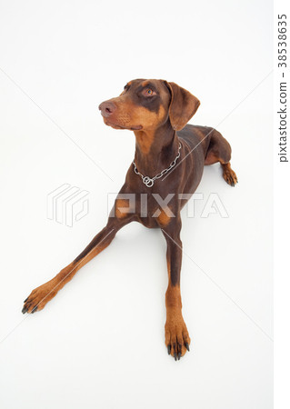 Doberman Doberman 38538635