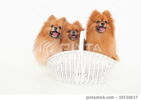 狗博美犬 38538637