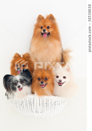 Dog pomeranian 38538638