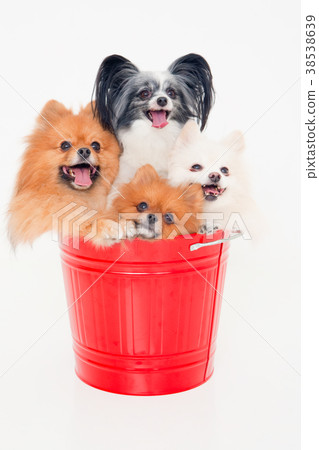 狗博美犬 38538639