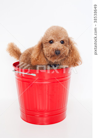 Dog Toy Poodle 38538649