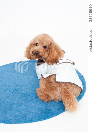 Dog Toy Poodle 38538650