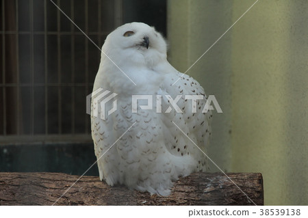 Snowy owl 38539138