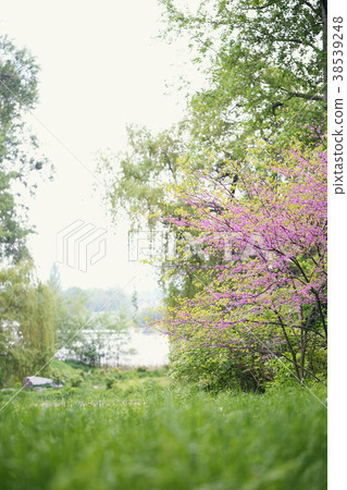 Blooming Redbud Tree Blooming Redbud Tree 38539248