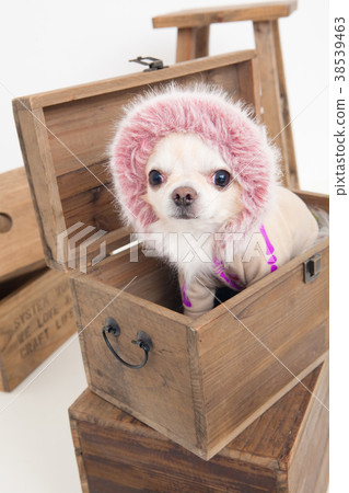 Dog Chihuahuas Dog Chihuahuas 38539463