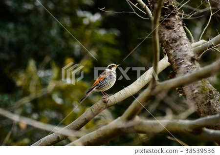Thrush Thrush 38539536