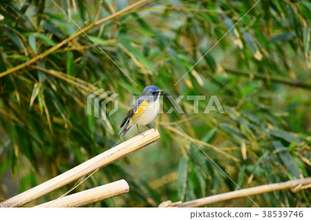 Ruribitaki Yu Akigase Park 38539746