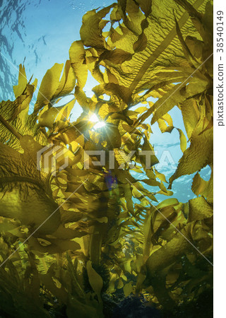Hayama seaweed, heavy seaweed Hayama seaweed, heavy seaweed 38540149
