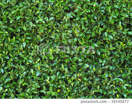 green young tiny creeping plant on garden wall green young tiny creeping plant on garden wall 38540877