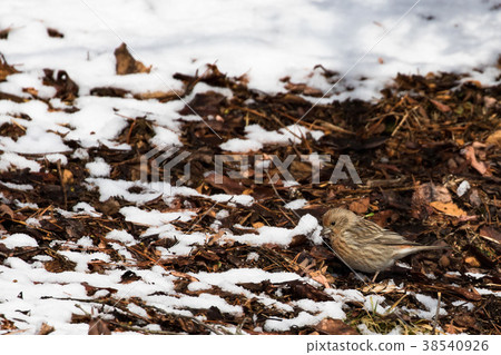 Omashiko searching for food on the ground Omashiko searching for food on the ground 38540926