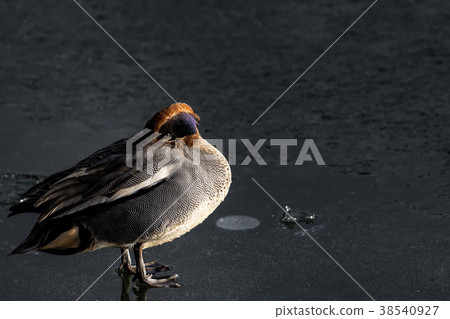 Lighted duckling Lighted duckling 38540927