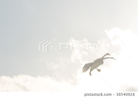 Swan on the air stream Swan on the air stream 38540928