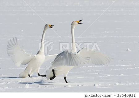 在雪的天鵝天鵝 38540931