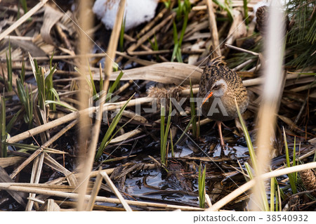 Kuina潛伏在籠子裡 38540932